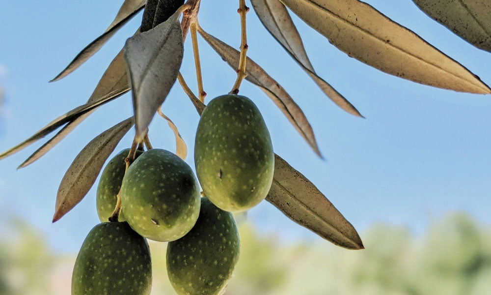 Zeytin ağacının dalında beş adet yeşil zeytin